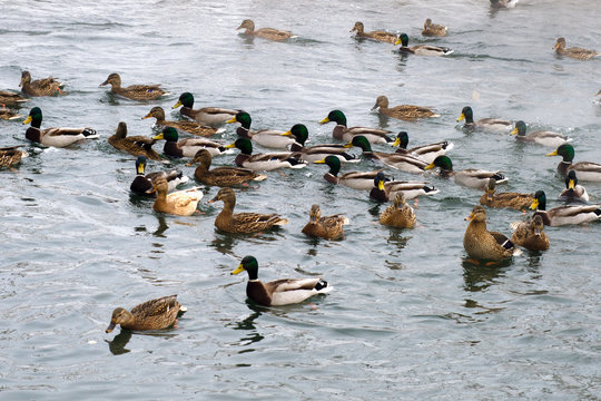 Ducks swim in a crowd.