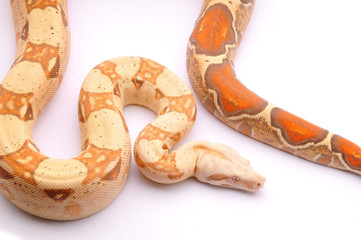 Boa constrictor imperator Albinos VPI T+