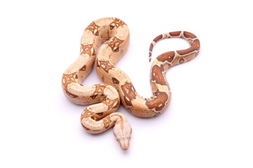 Boa constrictor imperator Albinos VPI T+