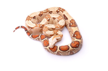 Boa constrictor imperator Albinos VPI T+