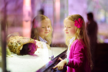 Cute little girl watching animals in the zoo. Child watching zoo animals through the window.