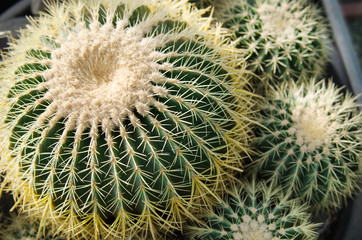 Green cacti with yellow spines globular shape