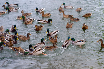 Ducks are floating on the water.