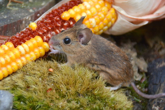 Maus mit Mais