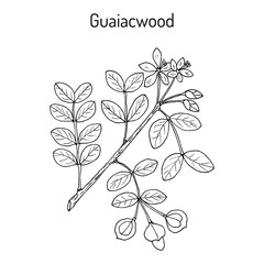 Guaiacwood Guaiacum officinale , medicinal plant