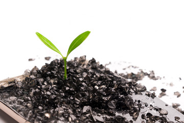 little tree growing on the black broken glass, environment, knowledge, innovation and technology concept with copy space