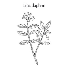 Lilac-daphne daphne genkwa , medicinal plant