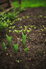 Wet juicy green sprouts of tulips and other plants in a real garden. Vertical picture. Selective focus.