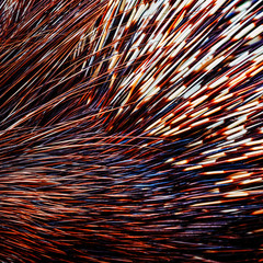 Porcupine thorns background