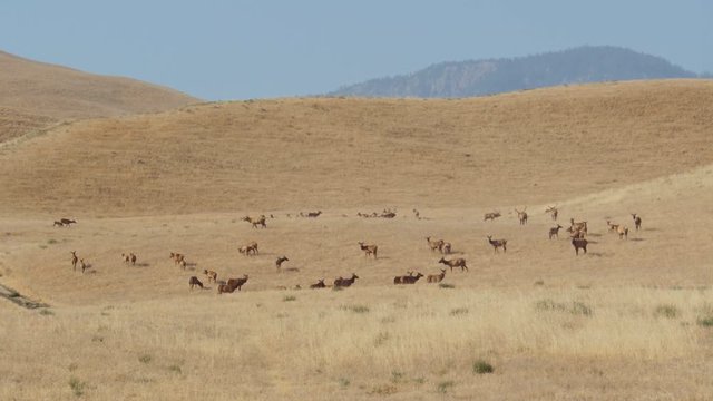 Tule Elk.
