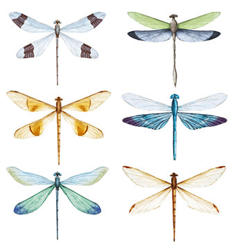 Watercolor dragonfly set