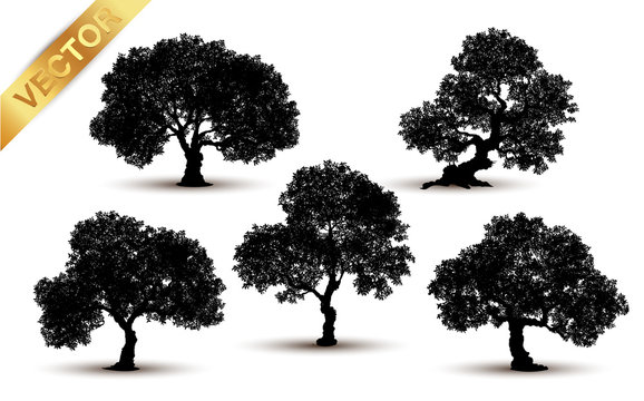 Collection tree silhouette isolated on white background.