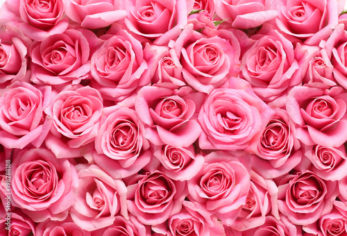 ピンクの薔薇の背景素材