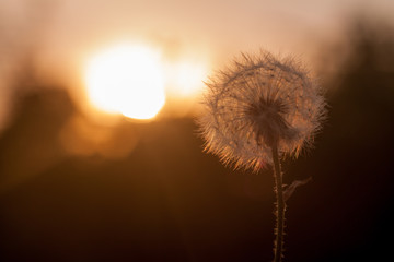 Dandelion close-up at sunset