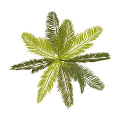 Trees top view for landscape vector illustration.