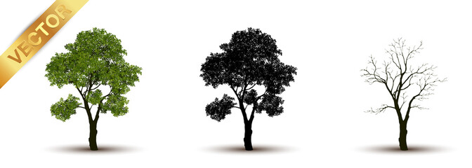 Fototapeta premium Beautiful tree Realistic on a white background.