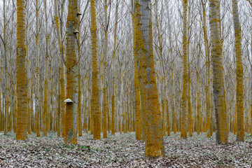 Bosque de chopos canadienses y hongo yesquero. Populus canadensis. Fomes fomentarius.
