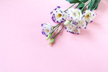spring flowers narcissi on pink background