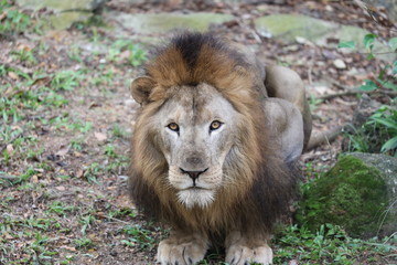 Singapur Zoo Leon
