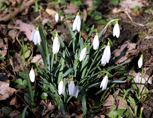 Nature background.Beautiful snowdrop. The first sign of spring. The snow-white flowers in the shape of a bell. Spring flowers.Blurred background.