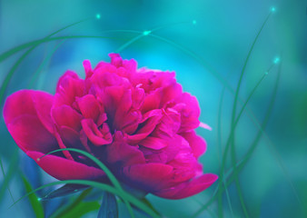 Peony on a berry background.