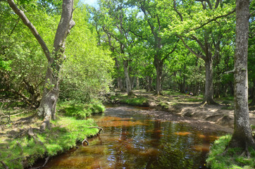 New Forest uk