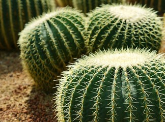 Group of golden ball cactus or Echinopsis cactus plants