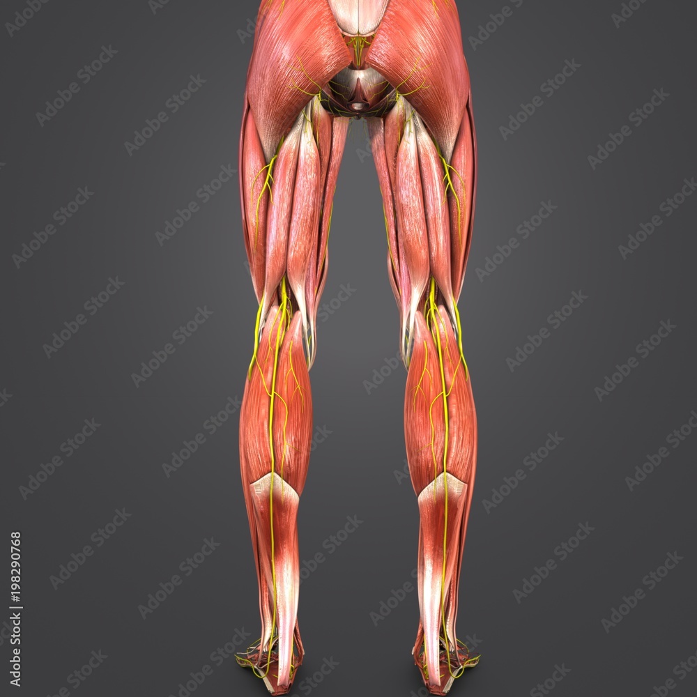 Wall mural lower limbs with nerves posterior view