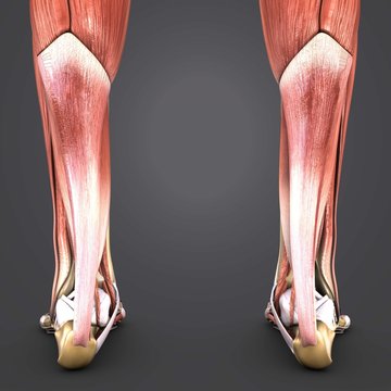 Muscles of Leg with Skeleton Posterior view 