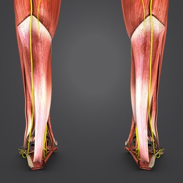 Muscles of Leg with Nerves Posterior view