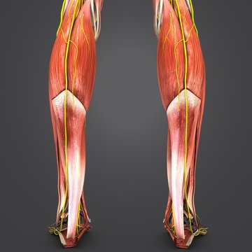 Muscles of Leg with Nerves Posterior view