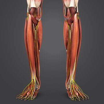 Leg Muscles with Nerves