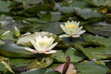 Seerose