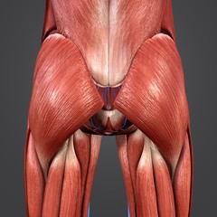 Hip Muscles with Veins