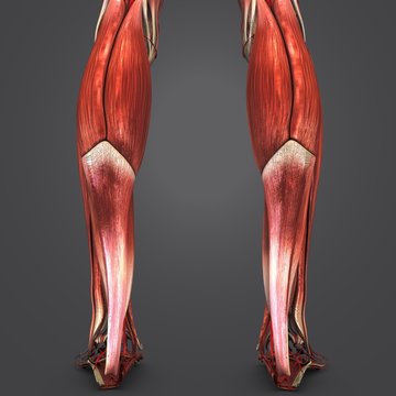 Muscles of Leg with Arteries Posterior view