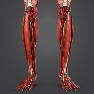 Leg Muscles with Arteries