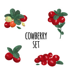 Cowberry and leaves vector set. Colorful illustration, isolated elements.