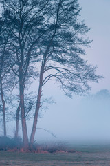 Trees in meadow in morning mist.