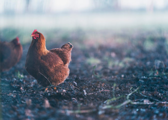 Brown chicken in misty dirt field.