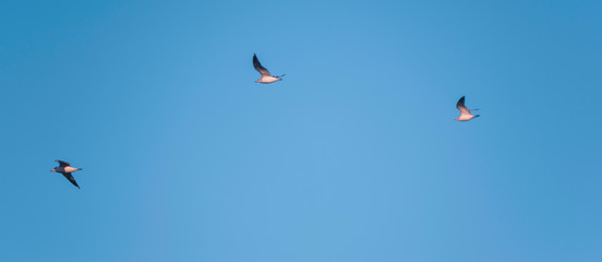 Three black-headed gulls flying in blue sky.