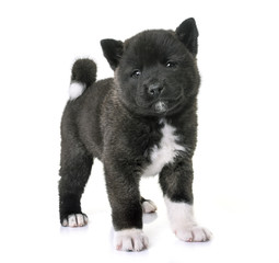 puppy american akita