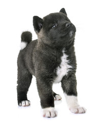Obraz premium puppy american akita