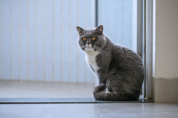 Cute British short hair cat, shot indoors