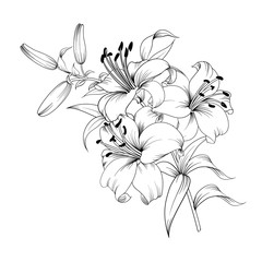 Contour of blooming lily isolated over white background. White lily flower. Wedding romantic bouquet. - obrazy, fototapety, plakaty