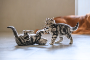 Two cute American cat kittens playing - obrazy, fototapety, plakaty