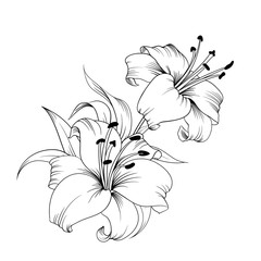 White lily isolated on a white background. Card with blooming lily. Vector illustration. - obrazy, fototapety, plakaty