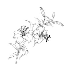 Contour of blooming lily isolated over white background. White lily flower. Wedding romantic bouquet. - obrazy, fototapety, plakaty