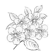 Springtime bouquet with contour of blooming cherry on white backgroud. Spring background with cute flowers. Vector illustration.