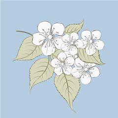 Sakura flowers elements. Collection of spring flowers on a white background. Vector illustration bundle.