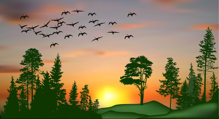 flying swans above green trees at sunset